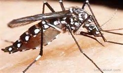 SADE - Aedes aegypti conhea a histria do mosquito 