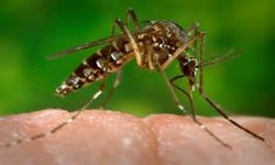 ZIKA - Pesquisadores da USP recebem senegaleses que vo ajudar no estudo do vrus Zika