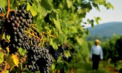 PORTUGAL - Queda de 20% na produo de vinhos por problemas climticos