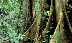 AMAZNIA Povos pr-colombianos foram os primeiros a alterar a flora