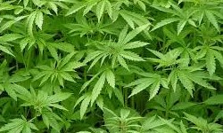 MACONHA - Argentina aprova o uso medicinal da Cannabis