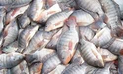 INDUSTRIA DA PESCA  Produo de peixes no Brasil cresce 8% em 2017