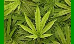 CANNABIS Anvisa autoriza venda de medicamentos  base de Cannabis