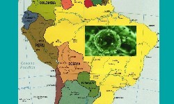 BRASIL j tem 3.670 mortos e 49.492 infectados  pelo Coronavirus
