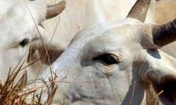 PECURIA - O abate de bovinos caiu 10,3% no 4 trimestre/2020