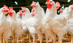 AVICULTURA Abate de frangos cresceu no 4 trimestre de 2020