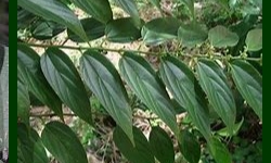 CANNABIDIOL foi identificado em planta nativa brasileira, em Pesquisa da UFRJ 