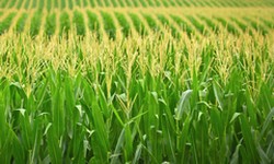 CANA-DE-AÇÚCAR - Conab estima produção de 663,4 milhões ton.